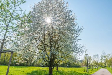Bahar çiçekli kiraz ağaçları