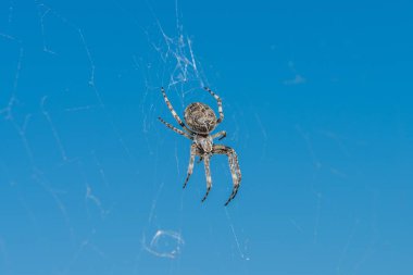 Çapraz bir örümcek, örümcek ağı içinde closeup