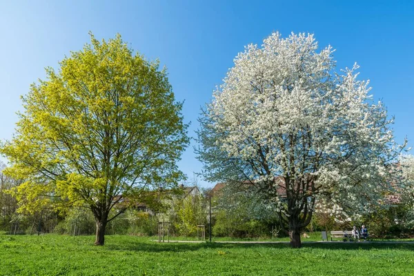 Bloeiende Kersen Bomen Het Voorjaar Duitsland — Stockfoto