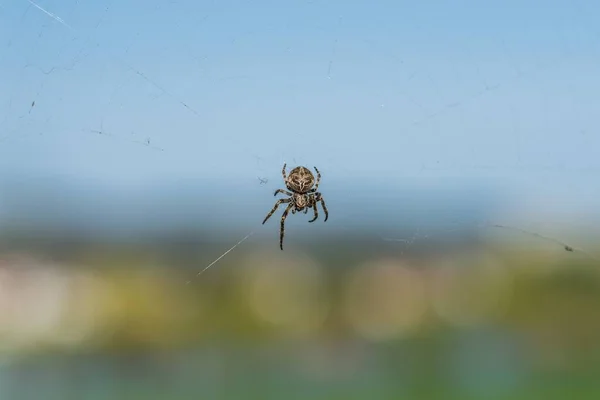 Gros Plan Une Araignée Croisée Dans Toile Araignée — Photo
