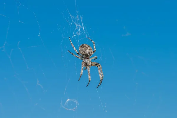 Closeup Uma Aranha Cruzada Sua Teia Aranha — Fotografia de Stock