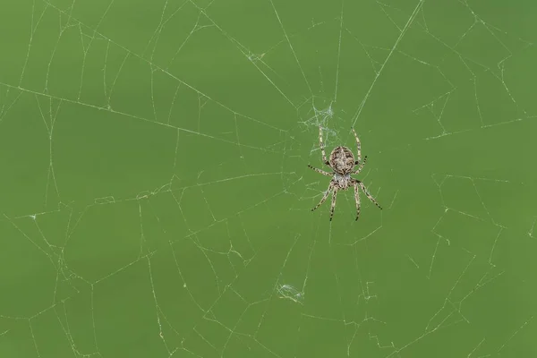 Zbliżenie Krzyż Pająka Sieci Web Spider — Zdjęcie stockowe