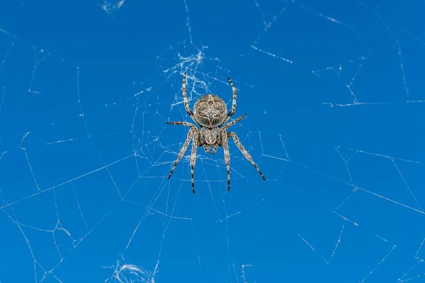 蜘蛛网中的十字蜘蛛特写 — 图库照片