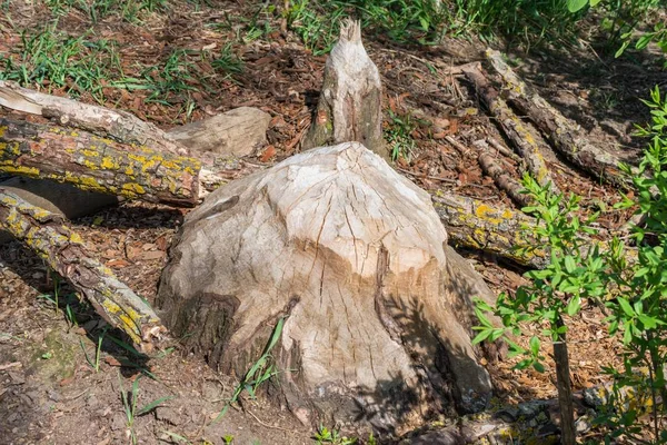 Beaver Nibbled Trees Logs Bavaria Germany — Stock Photo, Image