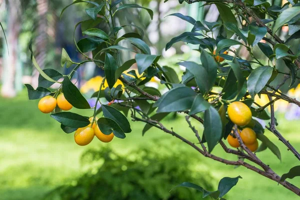 Lemon Matang Pada Pohon Lemon — Stok Foto