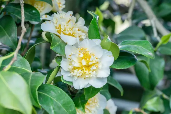 Camélia Japonesa Com Flor Branca — Fotografia de Stock