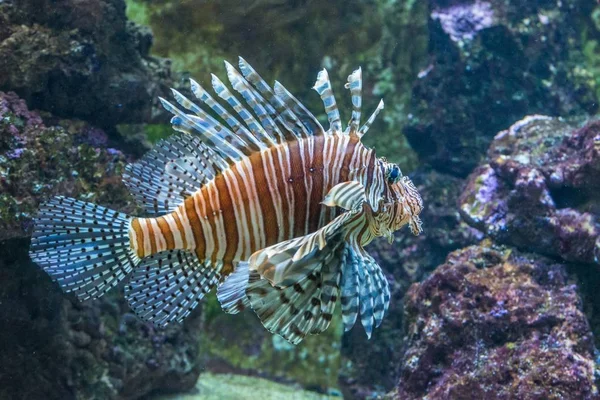 Peces Escorpión Acuario — Foto de Stock