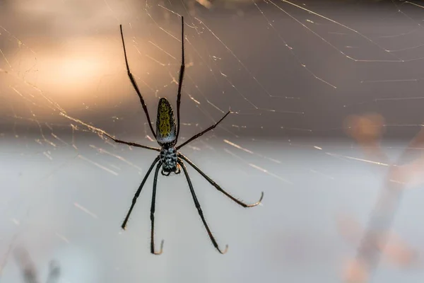 그것의 웹에는 거미의 클로즈업 — 스톡 사진