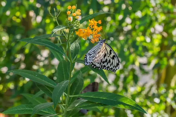 White Tree Nymph Butterfly Plant — Stock Photo, Image