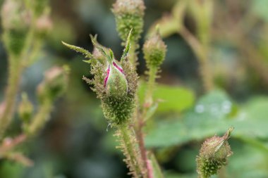 Bir gül tomurcuğu açma