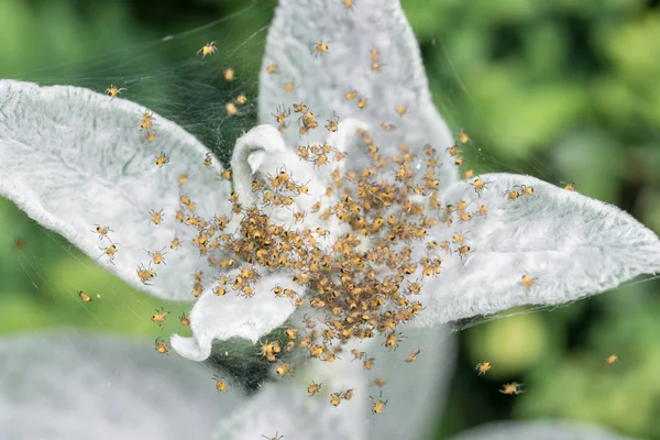 Spider Babies Garden Spider Web — Stock Photo, Image