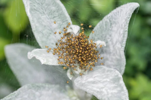 Spider Babies Garden Spider Web — Stock Photo, Image