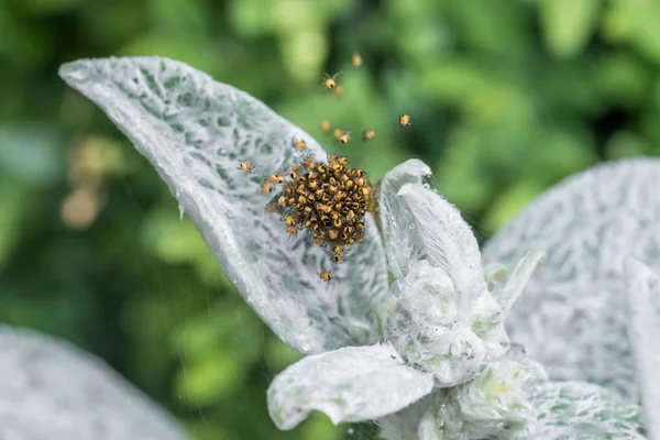 Spider Babies Garden Spider Web — Stock Photo, Image