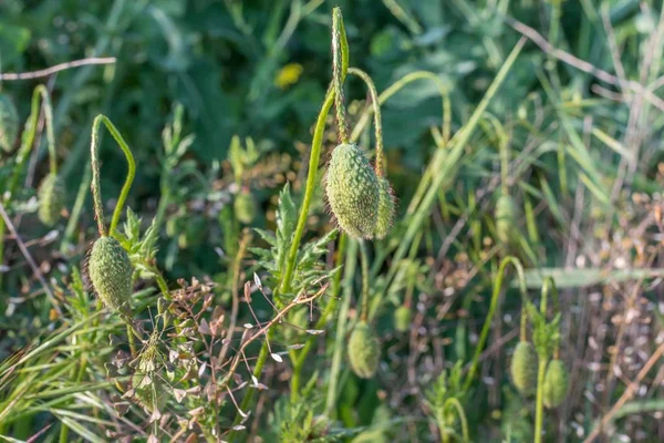 Cápsula Semente Uma Papoula Campo Primavera — Fotografia de Stock