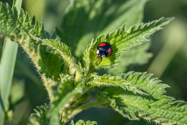 Black Ladybird Red Dots Nettle — Stock Photo, Image