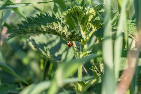 Red Ladybird Black Dots Grass — Stock Photo, Image