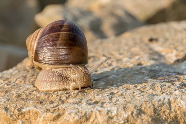 Bir taş üzerinde Brown Roman salyangoz