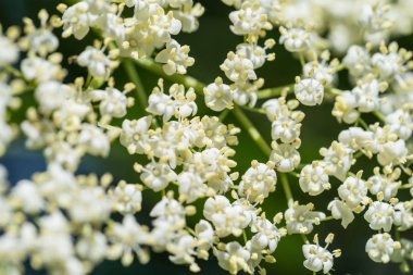 Küçük beyaz çiçekler Close-Up