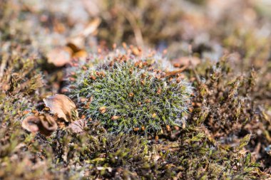 liken ve yosun üzerine bir stone 
