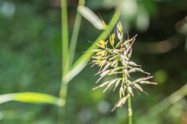 Close-Up bir çayır çimen