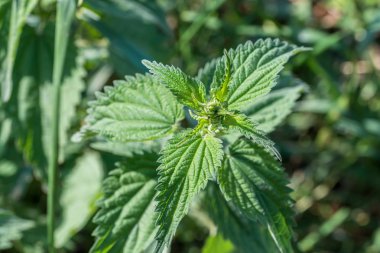 Bir ısırgan Close-up