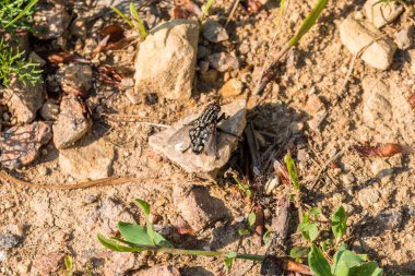 Büyük et sineği bir taş yere oturur