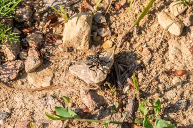 Büyük et sineği bir taş yere oturur