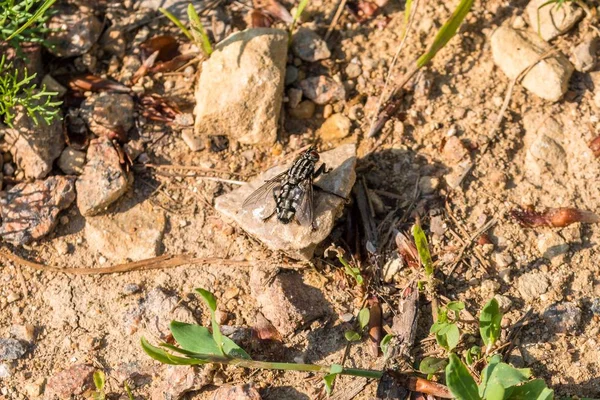 Büyük et sineği bir taş yere oturur