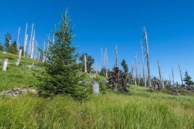 Bavarian Forest, Almanya büyük Rachel dağda manzara