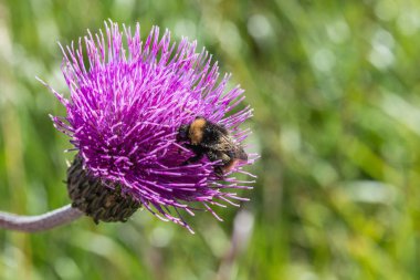 Enginar Thistle çiçek çayır, Almanya üzerinde bir yaban arısı ile