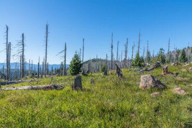 Bavarian Forest, Almanya büyük Rachel dağda manzara