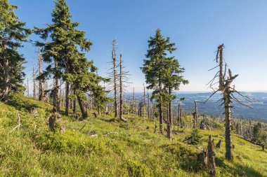 Bavarian Forest, Almanya büyük Rachel dağda manzara