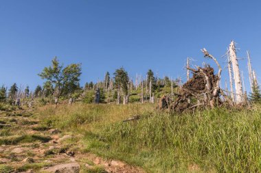 Bavarian Forest, Almanya büyük Rachel dağda manzara