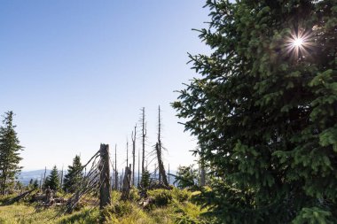 Bavarian Forest, Almanya büyük Rachel dağda manzara