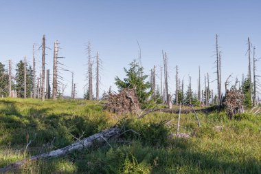 Bavarian Forest, Almanya büyük Rachel dağda manzara