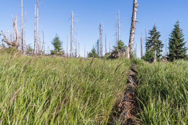 Bavarian Forest, Almanya büyük Rachel dağda manzara