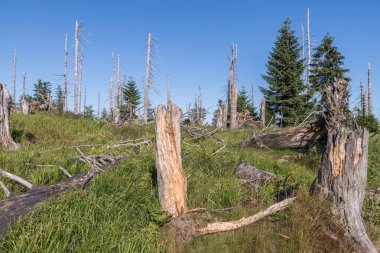 Bavarian Forest, Almanya büyük Rachel dağda manzara