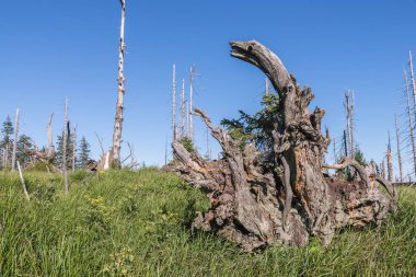 Bavarian Forest, Almanya büyük Rachel dağda manzara