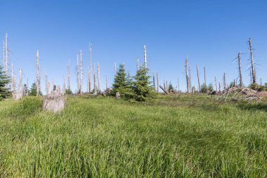 Bavarian Forest, Almanya büyük Rachel dağda manzara