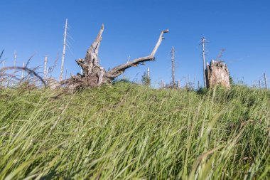 Bavarian Forest, Almanya büyük Rachel dağda manzara