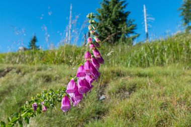 Çiçekli Kırmızı yüksük Bavarian Forest, Almanya Rachel dağ üzerinde