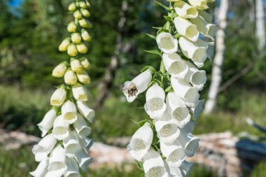 Çiçekli Beyaz yüksük Bavarian Forest, Almanya Rachel dağ üzerinde