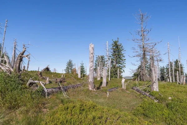 Bavarian Forest, Almanya büyük Rachel dağda manzara