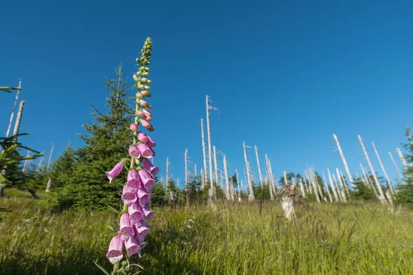 Flowering red thimble on the mountain of Rachel in the Bavarian Forest, Germany