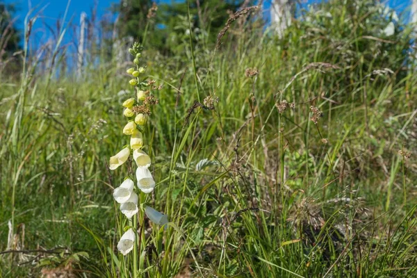 Flowering white thimble on the mountain of Rachel in the Bavarian Forest, Germany