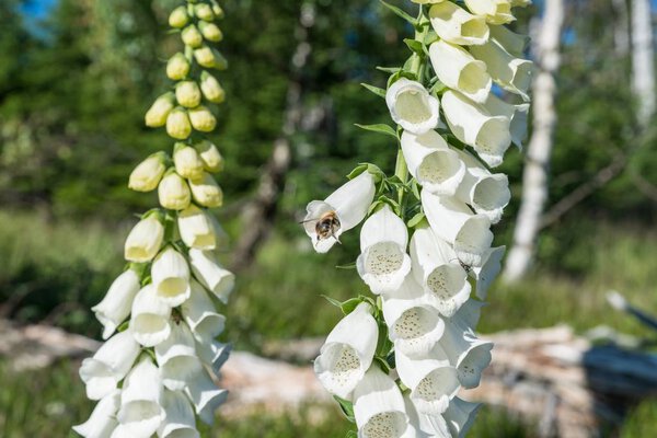 Flowering white thimble on the mountain of Rachel in the Bavarian Forest, Germany