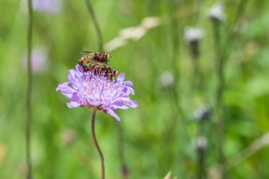 Çiftleşme uçar bir çiçek, Almanya