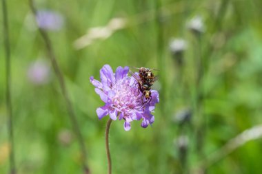 Çiftleşme uçar bir çiçek, Almanya