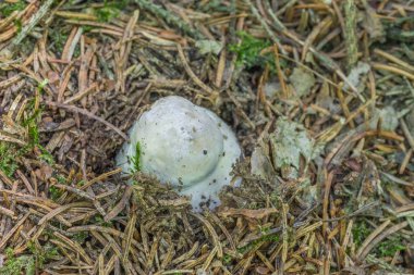 Ceps Bavarian Forest, Almanya için
