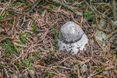 Ceps Bavarian Forest, Almanya için